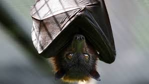 كيف يستطيع الفراش الهروب من الخفافيش بسهولة ؟؟